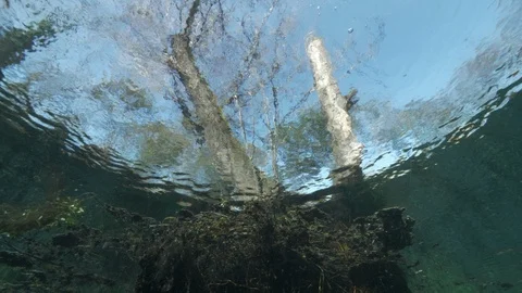 Tilt down from tree trunk out of water to underwater roots of spring lake, Italy Stock Footage 127336592