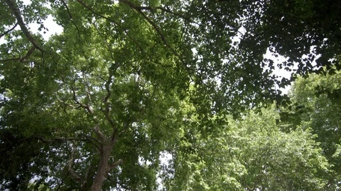 TILT DOWN FROM TREES IN HOXTON SQUARE IN SHOREDITCH Stock Footage 126660631