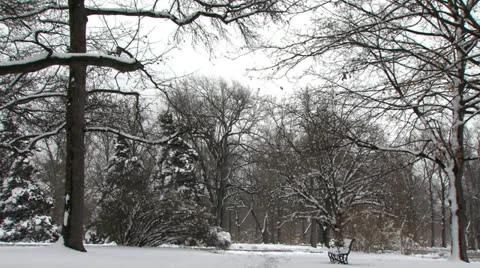 Tilt down from trees to park bench on a snowy day Stock Footage 22634824