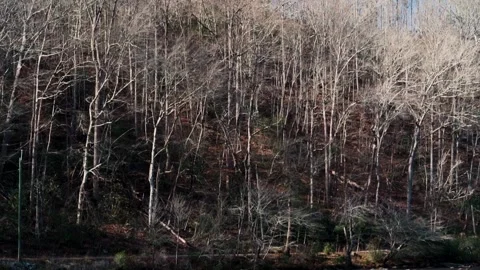 Tilt down Trees to river Sunny Coosawattee River Ellijay Georgia 4k Vídeos de archivo 260743095