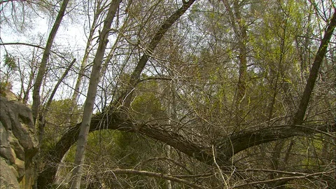Tilt down from trees to rushing mountain stream Stock Footage 87342919