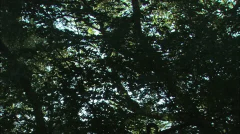 Tilt down trees with sun Stock Footage 11079069