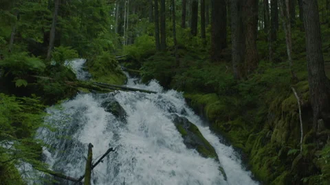 Tilt Down from Trees to Waterfall in Spring - Mt Hood National Forest in Oregon Stock-Footage 232082316