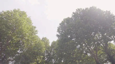 TILT DOWN FROM TREES TO WIDE SHOT OF BANDSTAND IN ARNOLD CIRCUS Stock Footage 126664069