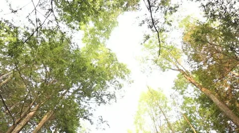 Tilt Down from treetops to Pavilion Party Stock Footage 11874702