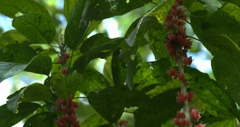 Tilt Down Tropical Flowers on Tree, 4K60p Stock Footage 101057025