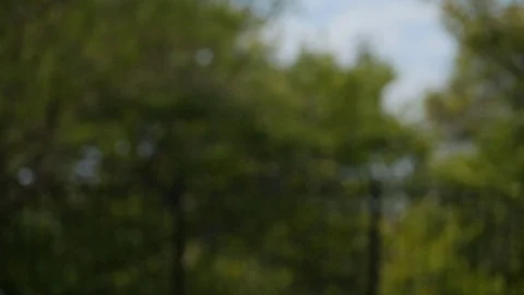 Tilt down to tulips at park in spring time Stock Footage 126999873