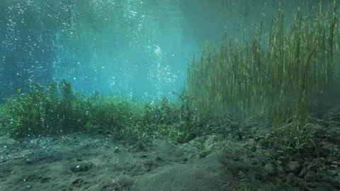 Tilt down from underwater plants and bubbles ascending to sandy bottom bubbling Stock Footage 227205051