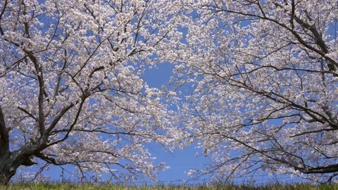 This is a tilt-down video of cherry blossoms in full bloom and the sun. Stock Footage 221450326
