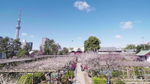 Tilt-down video of plum trees in bloom in the Kameido Tenjin shrine Video stock 129080646