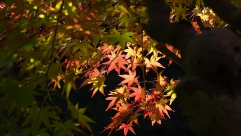Tilt-down Video of reddish autumn leaves. Video stock 280019793