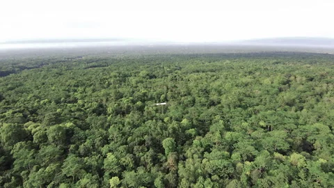 Tilt Down View The Forest Stock Footage 231364645