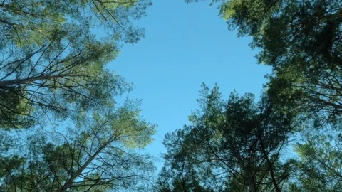 Tilt down View of the forest landscape with green tall trees, blue sky, bright Stock Footage 74217375