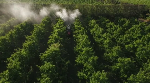 Tilt down view as  orchard sprayer passes underneath Stock Footage 56947069