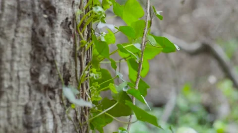 Tilt Down view vine on a tree close up Stock Footage 62312053