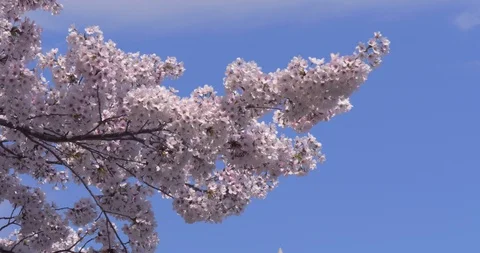 Tilt Down to Washington Monument and Cherry Blossoms Stock Footage 106207976