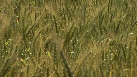 Tilt down of a waving wheat field Stock Footage 310388506