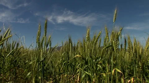 Tilt down of waving wheat in a field Stock Footage 310389246