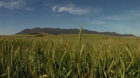 Tilt down of waving wheat in a field Stock Footage 310389387