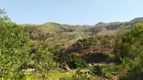 Tilt Down wind tree on hill Video stock 169357418