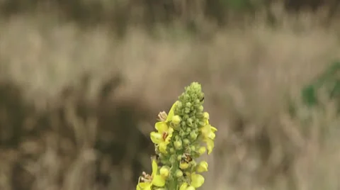 Tilt down yellow blooming torch of Great Mullein (Verbascum thapsus) Stock Footage 22519909