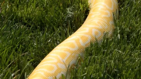 Tilt down to yellow python head Vídeos de archivo 106035014