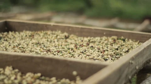 Tilt from dried coffee beans to forest  - coffee plant Stock Footage 169700630