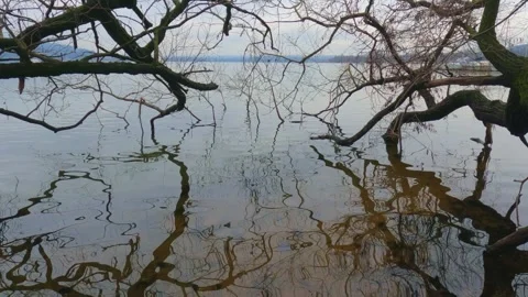 Tilt-up of dry branches reflected in lake waters Видео 279429388