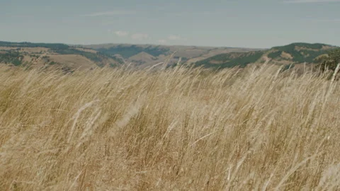 Tilt up from dry grass blowing in the wind to distant hills / mountains Видео 233761647