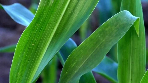 Tilt: Extreme close up of corn plants in a field, moving in the wind, details Stock Footage 76807539