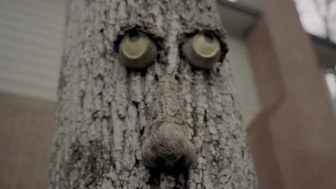 Tilt up Extreme close up face on tree Atlanta Georgia 4k Vídeos de archivo 260424131