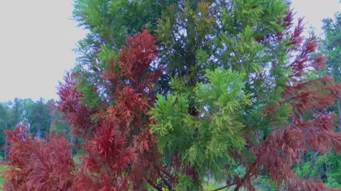 Tilt up of a Fall colored tree with green and red Stock Footage 143511929