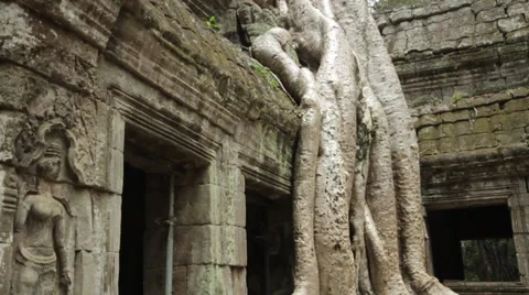 Tilt Famous Tree Ta Prohm   Stock Footage 42753620
