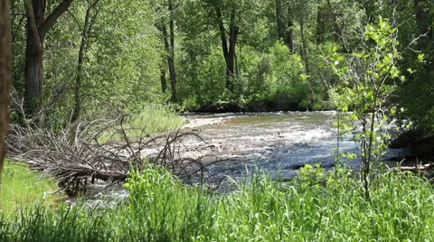 Tilt Up from Fast Flowing River to Mountain and Bird Missoula, Montana Video stock 50542672