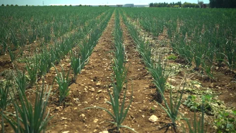 Tilt of a field of onions Stock Footage 232674942