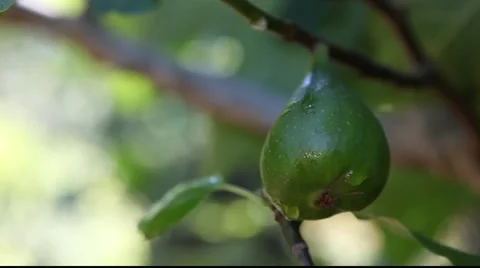 Tilt from fig fruit to back lit leaves Stock Footage 879579