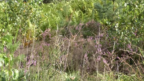 Tilt: Flowering heather, various trees, grass and other plants, heathland, heath Video stock 79829889