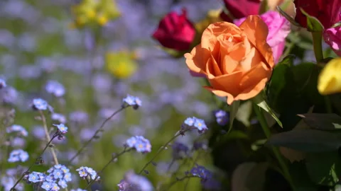 Tilt up focus pull from colourful roses to a garden of cowslips &amp; forget-me-nots Stock Footage 240496710