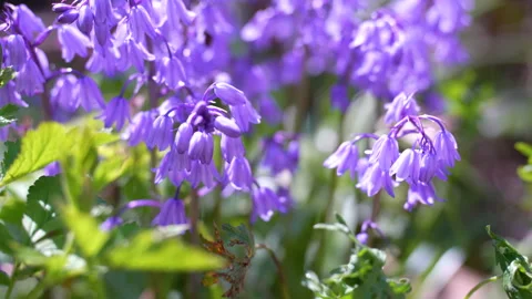 Tilt-up Focus-pull to honey bee hunting for pollen from bluebell bush Video stock 241979687