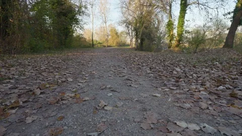 Tilt-up footage of a path among trees covered in leaves on a windy winter day 動画素材 256444377