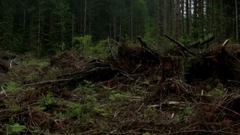 Tilt up from forest floor to evergreen forest tree line in rain Stock Footage 86757617