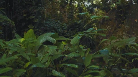 Tilt in the forest Stock Footage 151039069