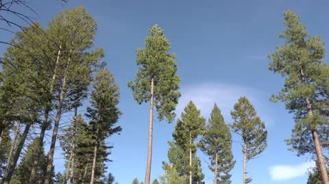 Tilt forest to meadow by dwking Stock-Footage 11262144