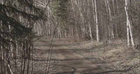Tilt Up on a Forest Path Stock Footage 152958702