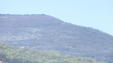 Tilt from forest on top of slope to cherry plantation on bottom Stock Footage 49054593
