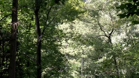 Tilt: Forest trees and a small pond, bicyclist, Hammerweiher, Kaiserslautern Stock Footage 80238435