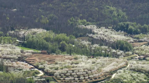 Tilt from forest in upper slope to terraces with cherry trees by town Stock Footage 49627470