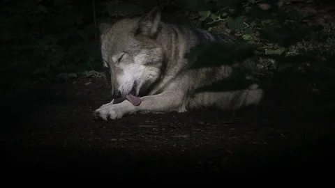 Tilt up to gray wolf in the forest Stock Footage 84041336