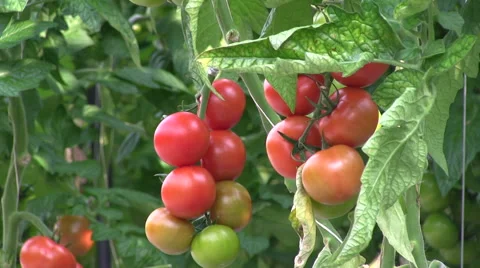 Tilt from green to red tomatoes hanging on a Tomato plant Stock Footage 68996696