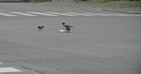 Tilt on a group of crows eating a dead seagull in a crossroad Stock Footage 127545987